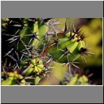 2008-12-22-07247-00_Lanzarote_JardinDeCactus.html