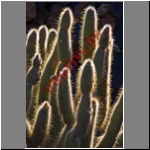 2008-12-22-07277-00_Lanzarote_JardinDeCactus.html